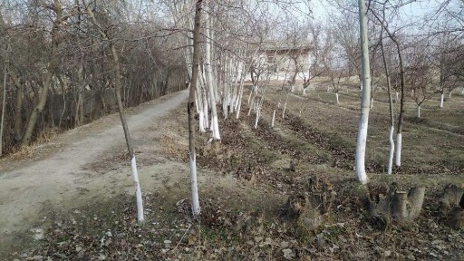 19 сотих ховли уч хонали