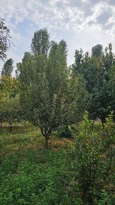 Дом 23 сотки в пос. Балыкчи (Юкоричирчикский р-н)