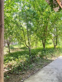 Dacha toytepa 6 sotix srochna
