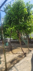 Самаркандская область, Иштыхан