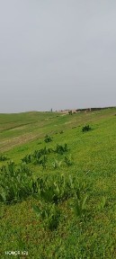 Ховли сотилади
