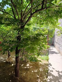 Ташкентская область, Ташкент, Мирзо-Улугбекский район