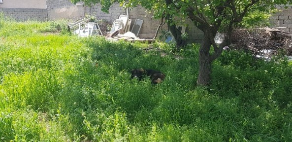 Ховли жой сотилади