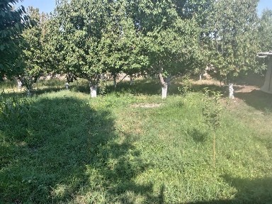 Фаргона шахар бешбола
