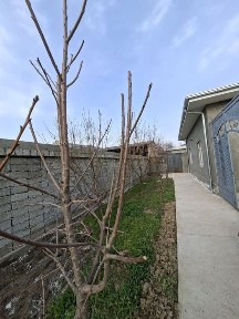 Arenda Qibray tuman onqorgon Yunusobod ga yaqin hovli ijaraga full 2