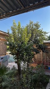 Сдаю (Продам) свой участок Яккасарай Мукуми махалля