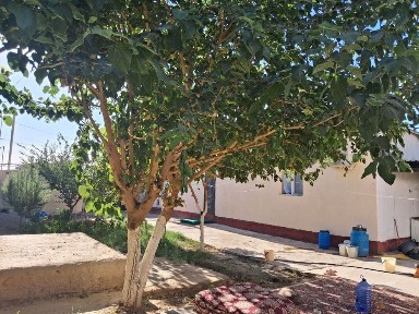 Uy sotiladi Termiz tuman limanaryada