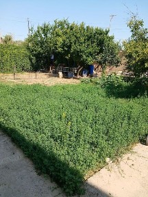 Oltin tepa dala hovli tutzor havas tinch mahalla