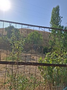 Дача ховли паркент бустон