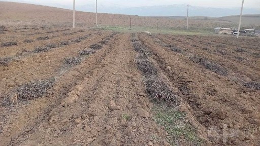 5200 1gektarga Yer ijaraga 49gektar chorvaclik
