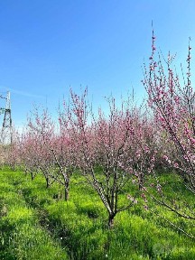Тошкент вилояти, Қибрай тумани, Беруний МФЙ да кучмас мулк сотилади