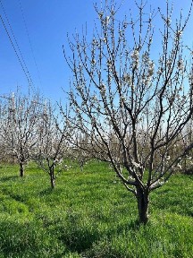 Тошкент вилояти, Қибрай тумани, Беруний МФЙ да жойлашган кучмас мулк
