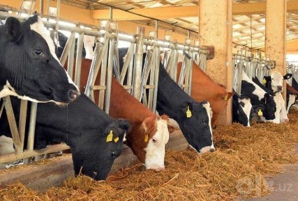 Tayyor Biznes! Daromad Keltiruvchi Ferma Sotiladi!