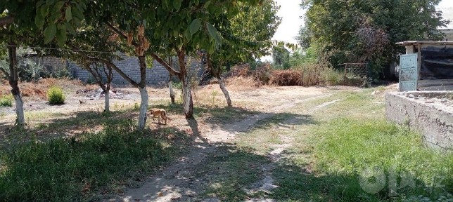 Ташкентская область, Ташморе
