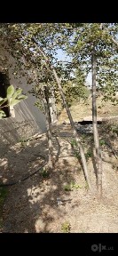 Срочно арзон 2 хона уйи билан Участок продается янгийул тумани