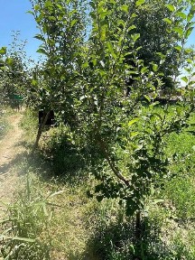 Очень срочно продам дом