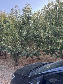 Продам свой дом 17 соток Янгибозор ориентир 10 школа