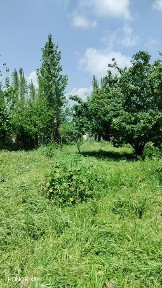 toshkent vloyati yuqorichirciq tumanida hovli sotiladi