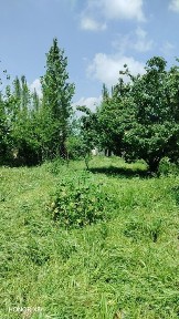 toshkent vloyati yuqorichirciq tumanida hovli sotiladi