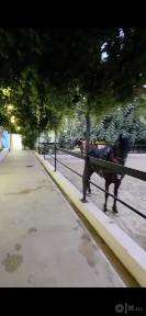 Ferma sotiladi tayyor biznes uchun joy ishlab turgan Ot prakat