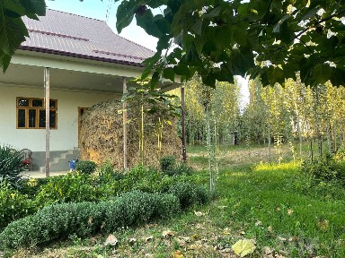 Ташкентская область, Янгибазар