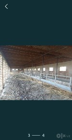 Ташкентская область, Чиназ