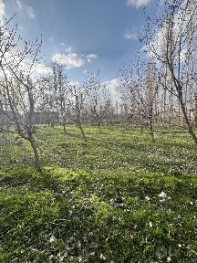 Янги узбекистон, янги тошкент 12 сотох участка сотилади