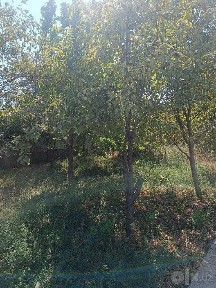 Бухарская область, Жондор