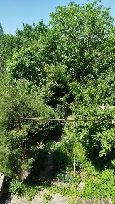 Dacha parkent.