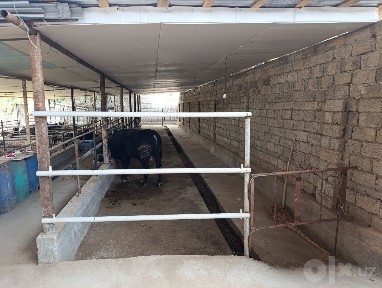 Ferma arendaga beriladi