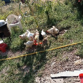 Dacha piskntda 6 sotix