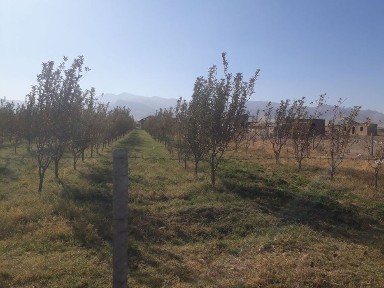 Самаркандская область, Джума