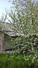 Ташкентская область, Ангрен