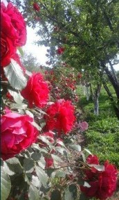 Сурхандарьинская область, Музрабад